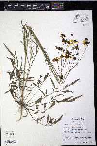 Coreopsis rosea image