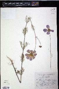 Cosmos bipinnatus image