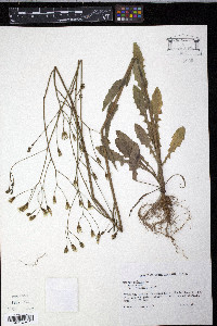 Crepis pulchra image