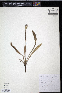 Crepis runcinata image