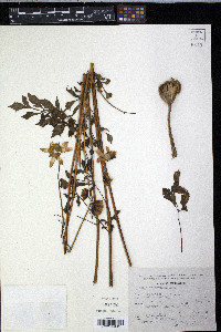 Dahlia merckii image