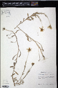 Dimorphotheca sinuata image