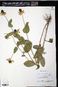 Rudbeckia amplexicaulis image