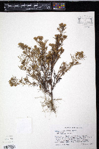 Dyssodia papposa image