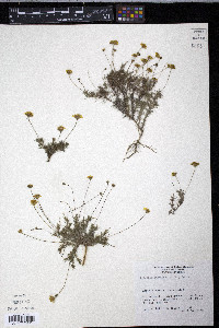 Thymophylla pentachaeta var. pentachaeta image