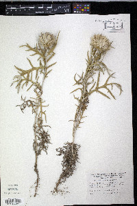 Echinops strigosus image