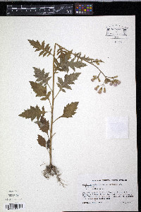 Erechtites valerianifolia image