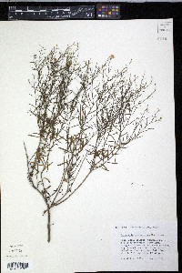 Ericameria austrotexana image