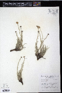 Erigeron canus image