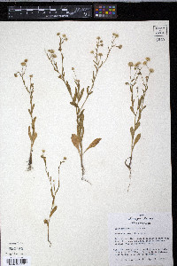 Erigeron geiseri image