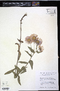 Erigeron subtrinervis image