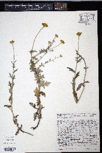 Eriophyllum lanatum var. arachnoideum image