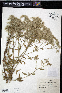 Eupatorium anomalum image