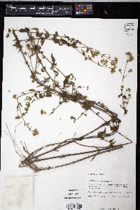 Fleischmannia incarnata image