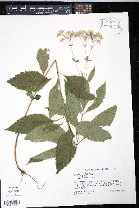 Eutrochium purpureum var. purpureum image