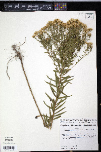 Euthamia leptocephala image
