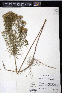 Euthamia tenuifolia image