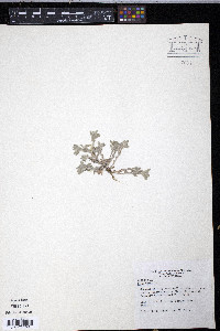 Diaperia verna image