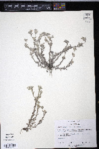 Diaperia verna image