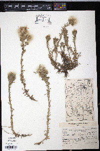 Facelis retusa image