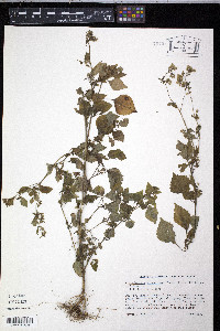 Fleischmannia microstemon image