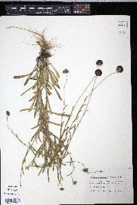 Gaillardia aestivalis image