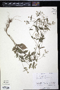 Galinsoga quadriradiata image