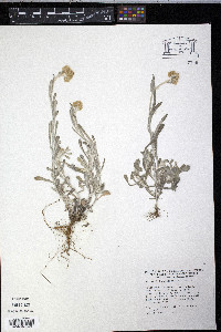 Pseudognaphalium luteoalbum image