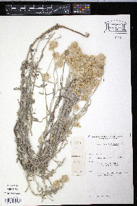 Pseudognaphalium luteoalbum image