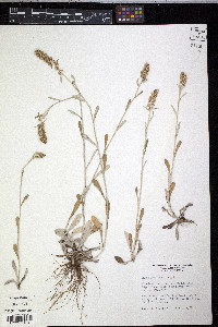 Gamochaeta purpurea image