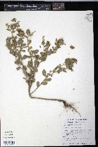 Grindelia microcephala image