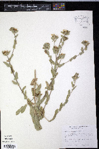 Grindelia squarrosa image