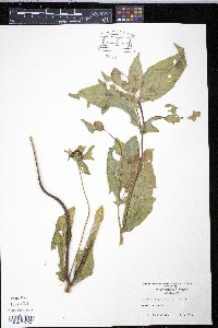 Guizotia abyssinica image