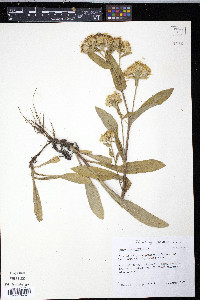 Oreochrysum parryi image