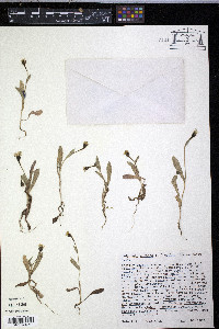 Hedypnois cretica image