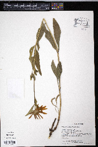 Helianthella uniflora image