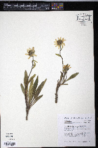 Helianthella quinquenervis image