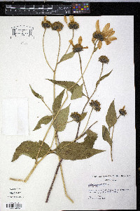Helianthus giganteus image