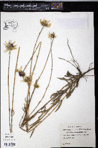 Helianthus heterophyllus image