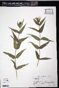 Helianthus hirsutus image