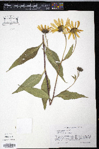 Helianthus hirsutus image