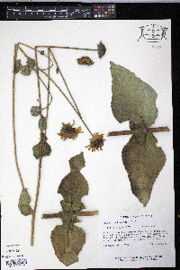 Helianthus mollis image