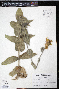 Helianthus mollis image