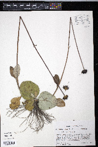 Helianthus radula image