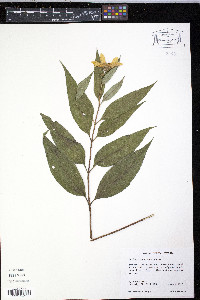 Helianthus strumosus image