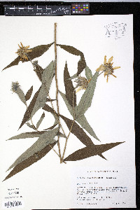 Helianthus tuberosus image