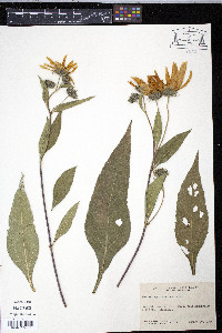 Helianthus tuberosus image