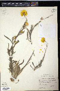 Helichrysum bracteatum image