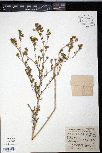 Deinandra fasciculata image