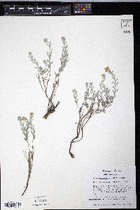 Heterotheca canescens image